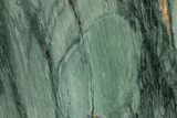 Gary Green Jasper (Larsonite) Bog Wood Slab - Oregon #227607-1